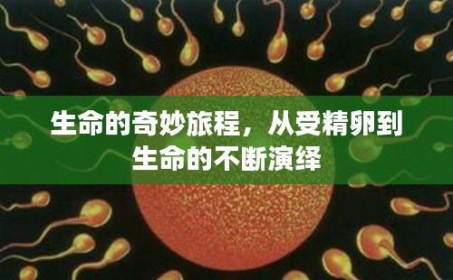 生命的奇妙旅程，從受精卵到生命的不斷演繹