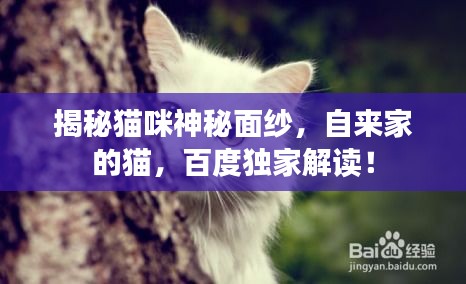 揭秘貓咪神秘面紗，自來家的貓，百度獨家解讀！