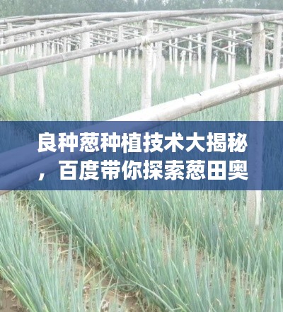 良種蔥種植技術(shù)大揭秘，百度帶你探索蔥田奧秘！