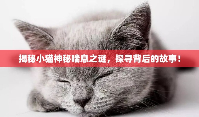 揭秘小貓神秘喘息之謎，探尋背后的故事！