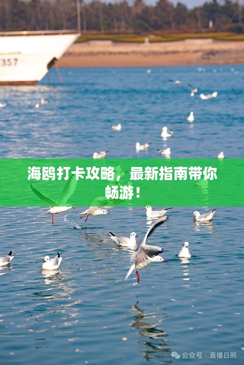 海鷗打卡攻略，最新指南帶你暢游！