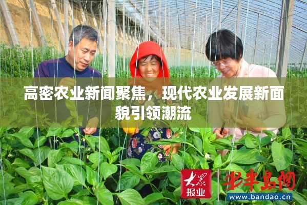 高密農(nóng)業(yè)新聞聚焦，現(xiàn)代農(nóng)業(yè)發(fā)展新面貌引領(lǐng)潮流