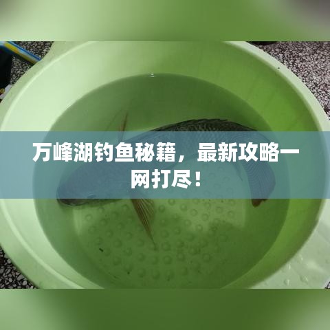 萬峰湖釣魚秘籍，最新攻略一網(wǎng)打盡！
