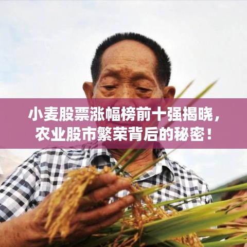 小麥股票漲幅榜前十強揭曉，農(nóng)業(yè)股市繁榮背后的秘密！