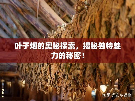 葉子煙的奧秘探索，揭秘獨(dú)特魅力的秘密！