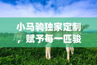 小馬駒獨家定制，賦予每一匹駿馬獨特魅力
