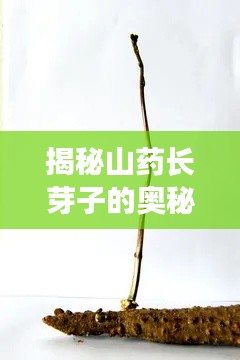 揭秘山藥長(zhǎng)芽子的奧秘，探尋山藥生長(zhǎng)的秘密