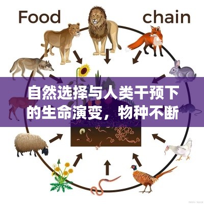 自然選擇與人類干預(yù)下的生命演變，物種不斷進化的奧秘探索