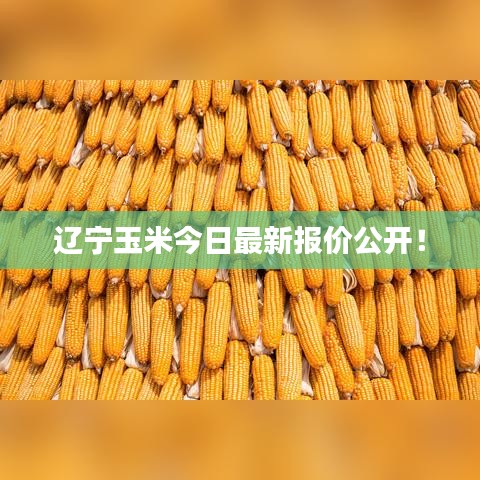 遼寧玉米今日最新報價公開！