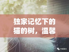 獨(dú)家記憶下的貓的樹，溫馨故事等你探索