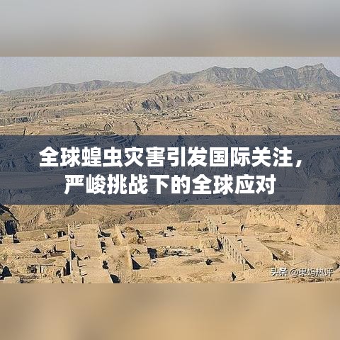 全球蝗蟲災(zāi)害引發(fā)國際關(guān)注，嚴(yán)峻挑戰(zhàn)下的全球應(yīng)對