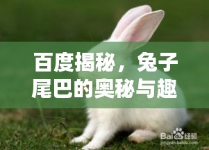百度揭秘，兔子尾巴的奧秘與趣味！