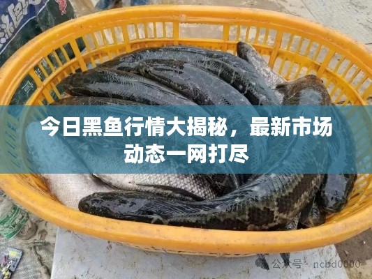 今日黑魚行情大揭秘，最新市場(chǎng)動(dòng)態(tài)一網(wǎng)打盡
